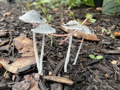Coprinopsis lagopus