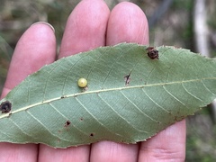 Caryomyia leviglobus