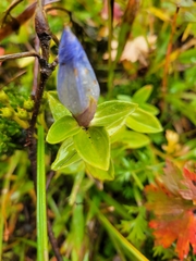 Gentiana platypetala