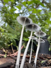 Coprinopsis lagopus