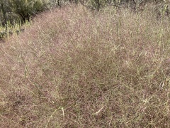 Muhlenbergia porteri