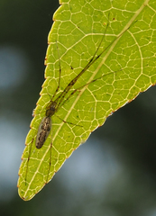 Tetragnatha elongata