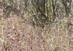 Muhlenbergia porteri