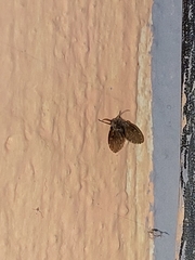 Clogmia albipunctata
