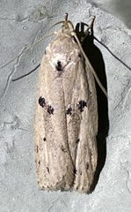 Scythropiodes issikii