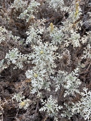 Ambrosia chamissonis