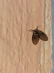 Clogmia albipunctata