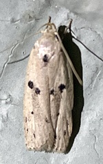 Scythropiodes issikii