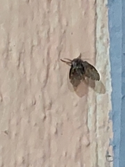 Clogmia albipunctata