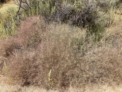 Muhlenbergia porteri