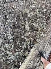 Ambrosia chamissonis