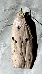 Scythropiodes issikii