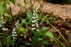 Spiranthes cernua