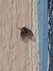 Clogmia albipunctata
