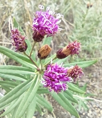 Vernonia marginata
