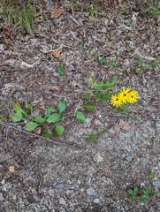 Helianthus atrorubens