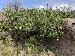 Celtis reticulata