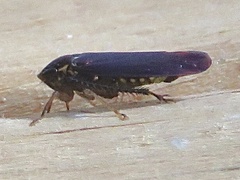 Gyponini