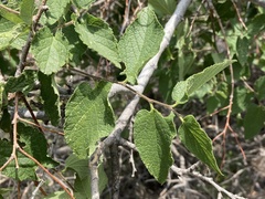 Celtis reticulata
