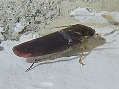 Gyponini