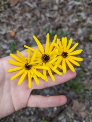 Helianthus atrorubens