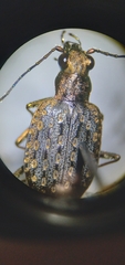 Opisthius richardsoni