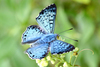 Blue Lasaia - Photo (c) Dave Wendelken, some rights reserved (CC BY-NC), uploaded by Dave Wendelken