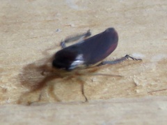 Gyponini