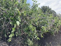 Celtis reticulata