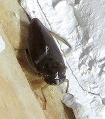 Gyponini