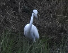 Egretta caerulea