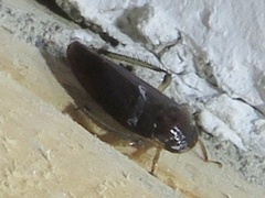 Gyponini