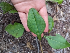 Helianthus atrorubens