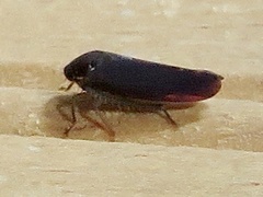 Gyponini