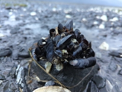 Mytilus trossulus