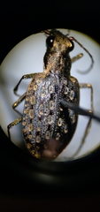 Opisthius richardsoni