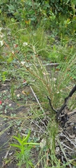 Hakea rostrata