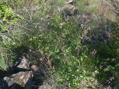 Ceanothus sanguineus
