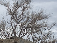 Psorothamnus schottii