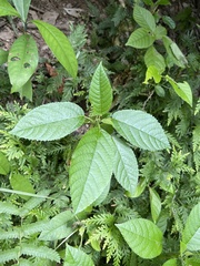 Dendrocnide meyeniana