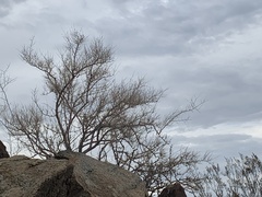 Psorothamnus schottii