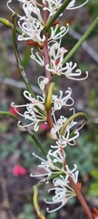 Hakea rostrata