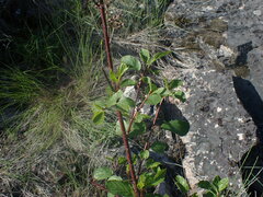 Ceanothus sanguineus