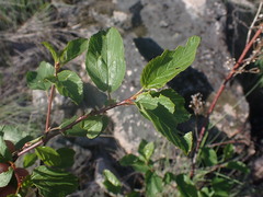 Ceanothus sanguineus