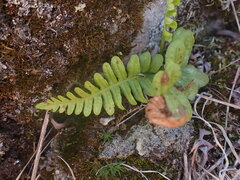 Polypodium hesperium