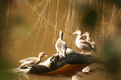 Callonetta leucophrys