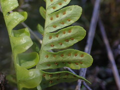 Polypodium hesperium
