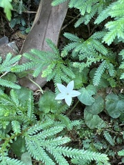 Geophila repens