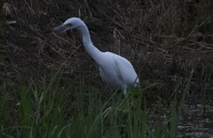 Egretta caerulea