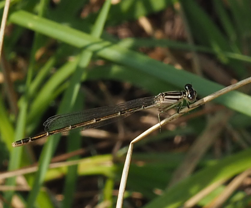 Big Bluet